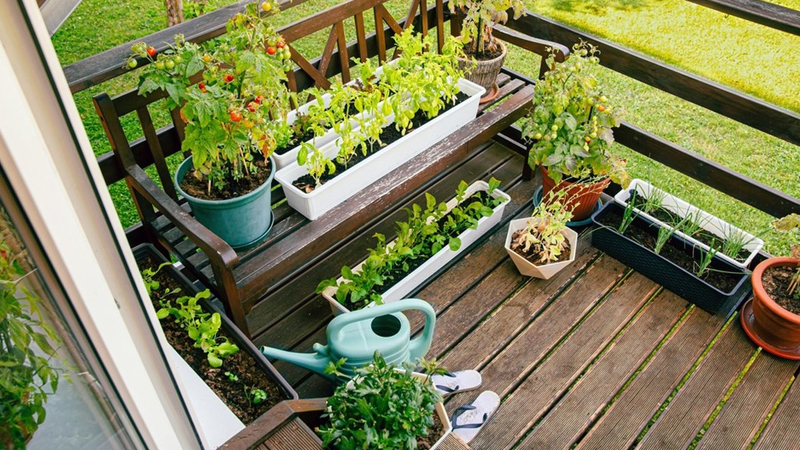 Menciptakan Kebun Mini di Rumah untuk Gaya Hidup Sehat