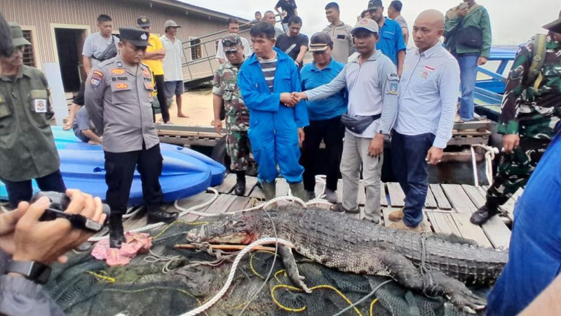 Nelayan Bantu Buru Buaya Lepas dari Penangkaran Akibat Banjir di Batam